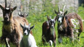 Old Irish goat is GOAT goat