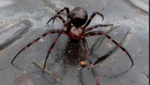 Is a West Donegal beach home to a noble false widow spider?


