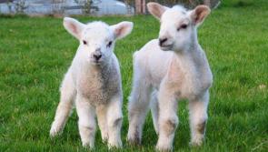 Garda probe following theft of rare breed of ewes from Fahan farmer
