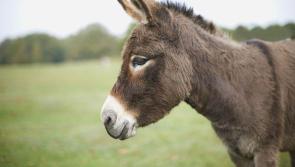 Increasing costs cripple those at Donegal Donkey Sanctuary 