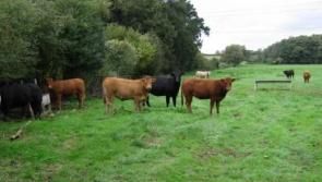 IFA Livestock leader says Donegal farmers have a crucial role to play in the food supply chain and it’s important that all protocols are followed