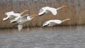 Suspected Bird Flu case in Donegal