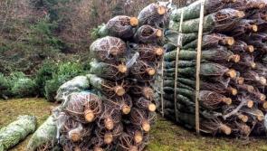 Dreaming of a green Christmas - Ten tips for a sustainable Christmas