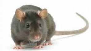 Donegal councillor asks that something is done about  'fearless' rats that are bigger than normal and live in rocks near a busy pier