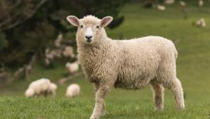 Donegal Minister's commitment to farmers over legislation on dog ownership