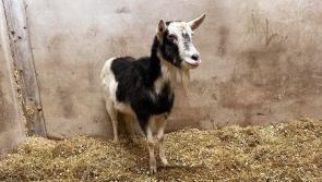 No kidding! Goat gives gardaí in Donegal a run for their money