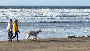 Plans to limit Donegal dog access "to certain areas of certain beaches at certain times during the bathing season"