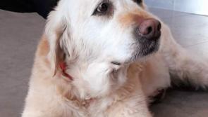 Buncrana garda appeal for owner of dog