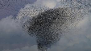 Have you been lucky enough to see a starling murmuration in Donegal?