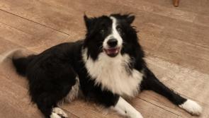 Dog Fosterers Needed in the Donegal Town Area - Animals in Need 