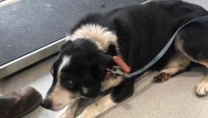 Donegal vet appealing for help to reunite a dog with its owner