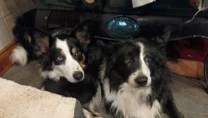 Donegal Animals in Need - Tips for settling in your new rescued pet