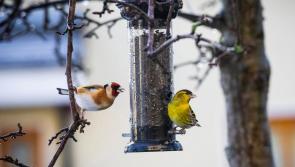 Feeding birds now could help pest control in Donegal this summer