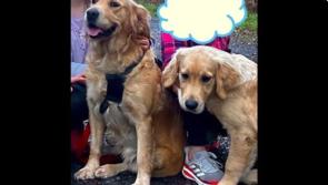 Appeal for help in finding two beloved golden retrievers missing in Donegal