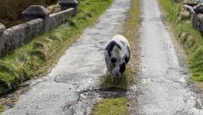 It's trough at the top for Gaoth Dobhair pig, George