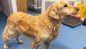 UPDATE: Owner Found - Donegal gardaí keen to reunite dog in their care with  its owner