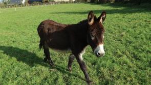 Could you give handsome Elvis his perfect forever home? 