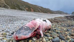 ‘Souvenir hunters’ may have removed body parts from stranded whales
