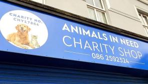 Animals in Need make 'sad decision' to close Letterkenny charity shop