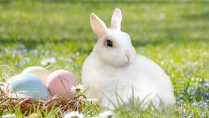 Easter Bunny at the Railway Heritage Centre - book now to secure your place