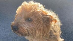 Letterkenny gardaí appeal for help  in reuniting lost dog with owner