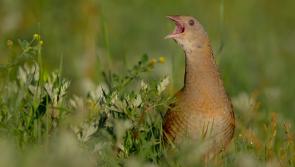 €5.9m EU-funded conservation project launched in Donegal 