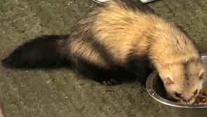 Kitten Season 2022 – Neuter Now to Stop the Suffering 