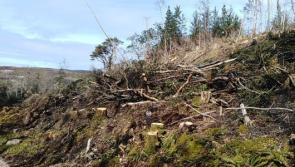 ‘It looks like Armageddon’: Concern at tree clearance at Ards Forest Park
