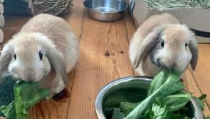 Happy Easter from Donegal Animals in Need