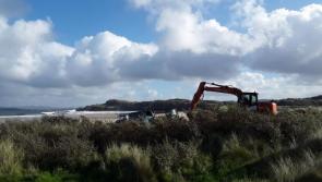 Authority removes invasive species from Dunes