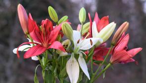 Deaths in Donegal - Easter Sunday morning, April 17, 2022