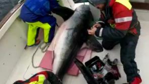 Record-breaking giant shark tagged off  Donegal coast  