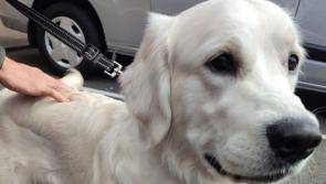 Gardaí appeal for owner to come forward after dog found in Letterkenny