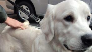 Update: Dog found in Letterkenny reunited with owner

 