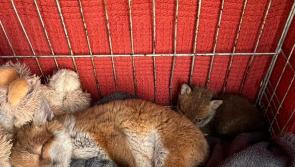 Update - Good news and bad news about fox cub rescued from Donegal beach