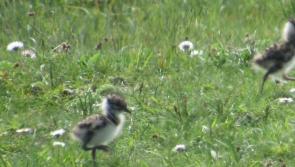 Lapwings on the rise in Donegal thanks to cross border conservation work