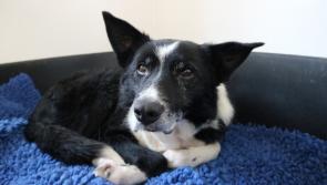 Happy Tails: Marvelous Murphy is living his best life in Donegal