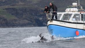 Three close encounters with dolphins off the coast of Donegal