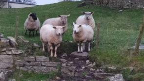 Horror as six sheep attacked and killed and others may need to be put down