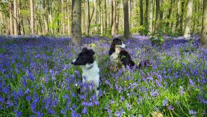 Puppy love at Gretna Green and exploring the past for Iggy and Frida