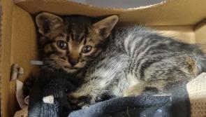 The Highs and Lows of Animal Rescue - Donegal Animals in Need 
