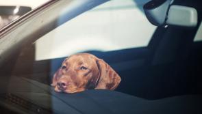 Motorists asked to keep animals safe on the road this summer - AA reminder