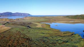 Fancy a walk around the top butterfly site in Donegal?

