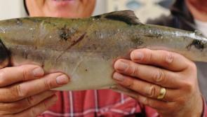 Anglers urged to report sightings of Pacific pink salmon in Foyle river systems