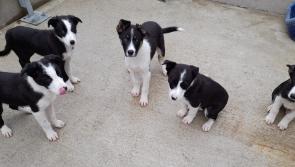 Can you give a forever to one of these gorgeous puppies at the dog shelter?