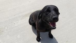 Lovable Labrador at dog pound is looking for a loving home