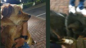 Two dogs found wandering in Letterkenny reunited with owner

