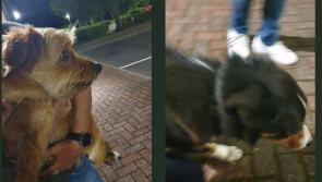 Appeal to owners after two cute dogs end up being taken in at Letterkenny garda station