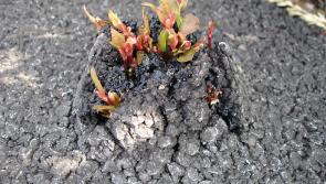 Donegal Co Council testing a new treatment to fight Japanese knotweed