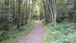 Twin Towns forest to be changed into a native woodland